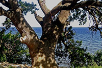 экскурсия в дубовку из волгограда. Фото 2